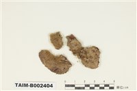 藏品(曲尾苔科)的圖片